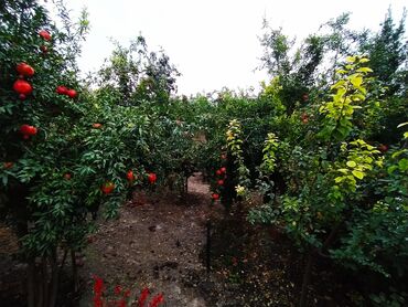 Həyət evləri və villaların satışı: 7 otaqlı, 150 kv. m, Yeni təmirli — 2