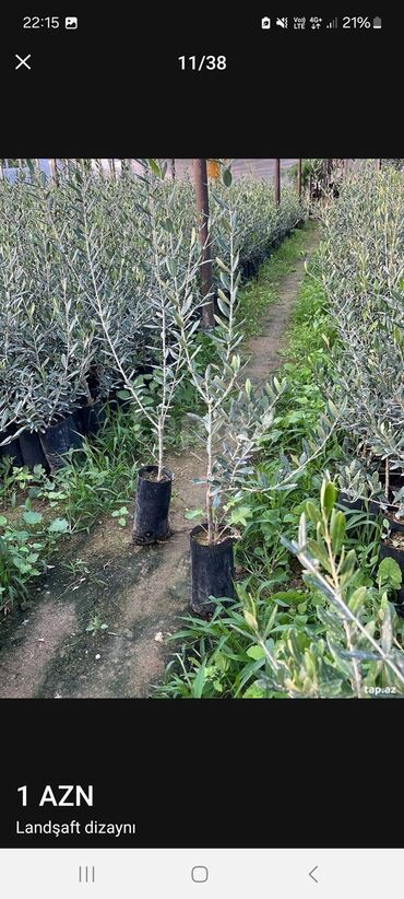 Landşaft işləri: Məhsul/xidmət: Landşaft dizaynı və hazır qazon (rulet qazon) işləri — 7