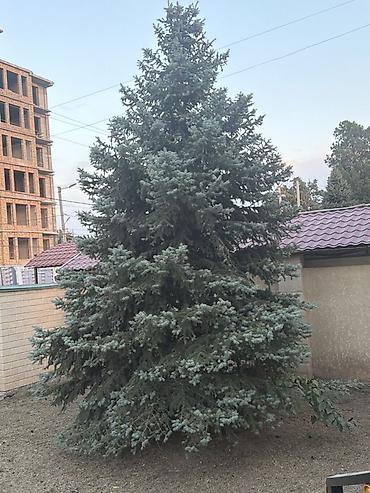 голубой ель саженцы: Ель голубая (Picea pungens Glauca), крупномер. - Около 6–7 м высотой — 2