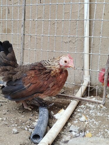 Toyuqlar: Toyuq, Damazlıq, Ünvandan götürmə — 4