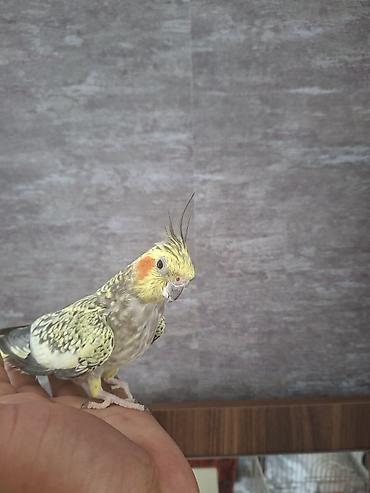 korella satışı: Nimfa (Cockatiel) cütlüyü – əl öyrəşmiş, sakit xasiyyətli, insanla — 1