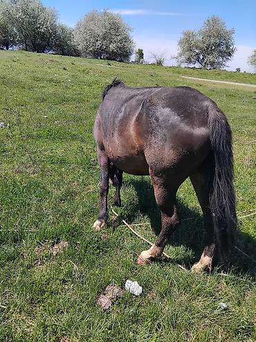 Лошади, кони: Продаю | Кобыла (самка) | Рабочий — 8