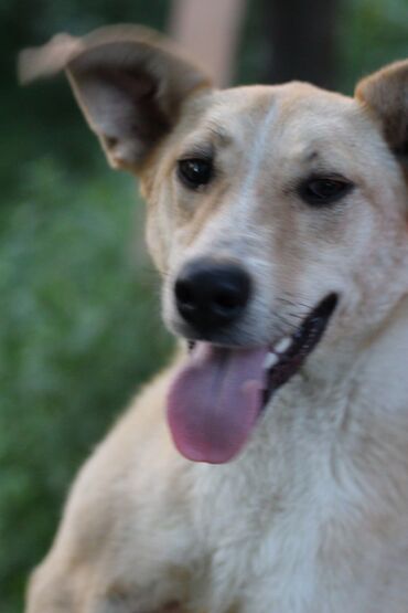 кангал собаки: Срочно в связи расформированием передержки Собачка Джуля ищет дом ей 1