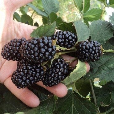 Фрукты и ягоды: ЕЖЕМАЛИНА!!! Продаются саженцы ежемалины. Сорт "Торнфри "( Tornfree) — 4