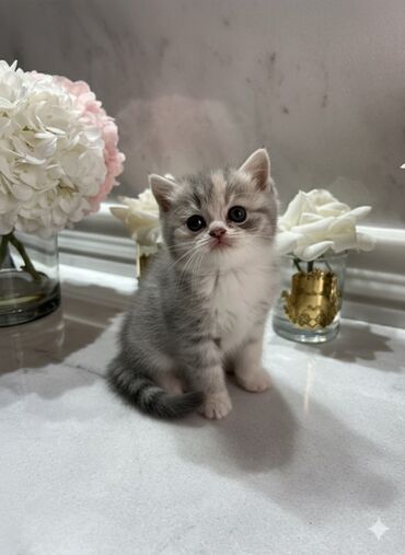 взять бесплатно котёнка: Британская, Самец, Самка at lalafo.az взять бесплатно котёнка: Британская, Самец, Самка
