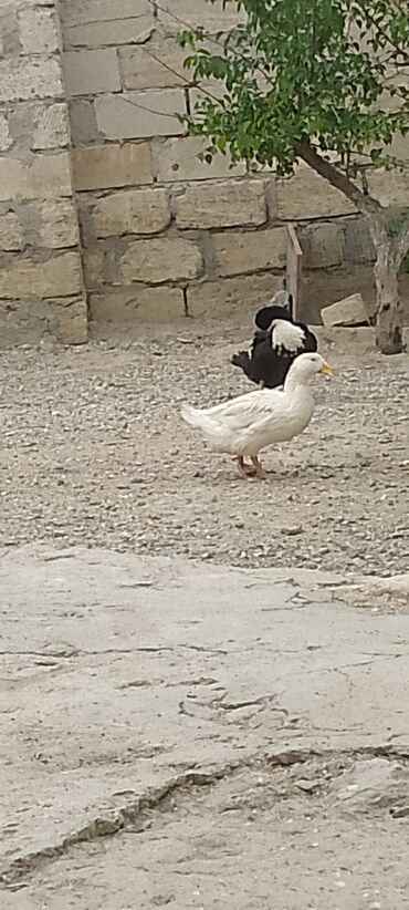 Toyuqlar: Dişi, Damazlıq