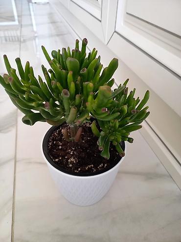 толстянка: Суккулент Crassula ovata ‘Gollum’ (Толстянка Голлум) в декоративном — 2