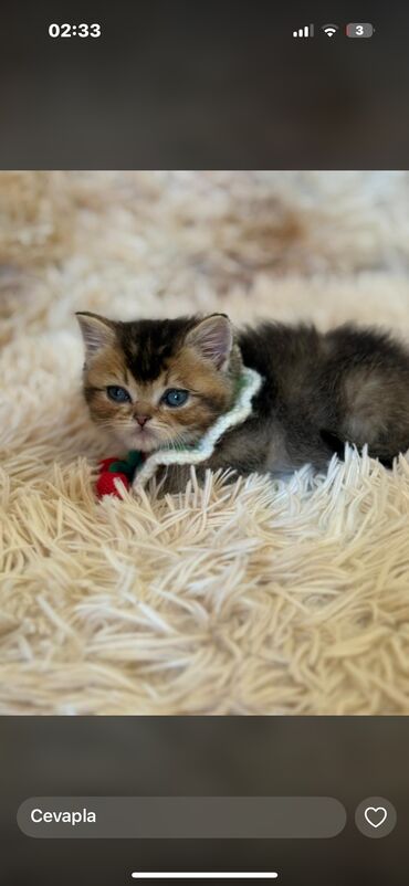 Pişiklər: Dişi, Erkək, Yaxşı əllərə, Ünvandan götürmə -da lalafo.az — 5 Pişiklər: Dişi, Erkək, Yaxşı əllərə, Ünvandan götürmə — 5