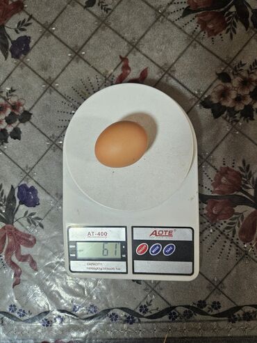 домашние яйцо: Яйцо домашние 
С-1
не клеточное содержание