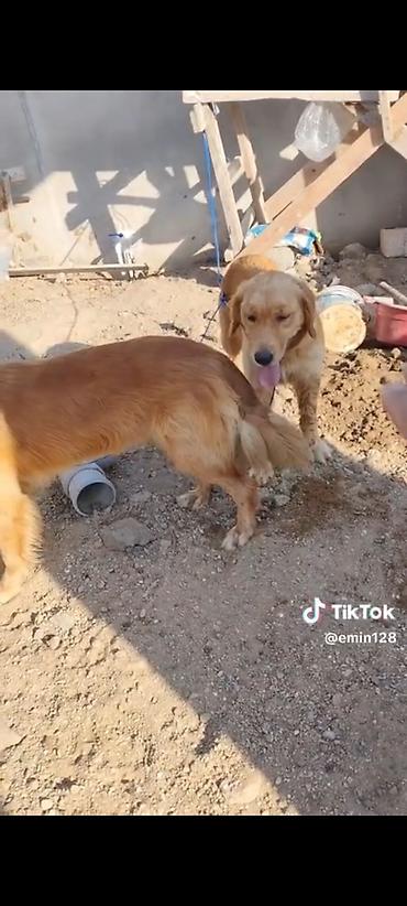 İtlər: Retriever, Erkək, Cütləşmə üçün, Ünvandan götürmə, Ödənişli çatdırılma — 4