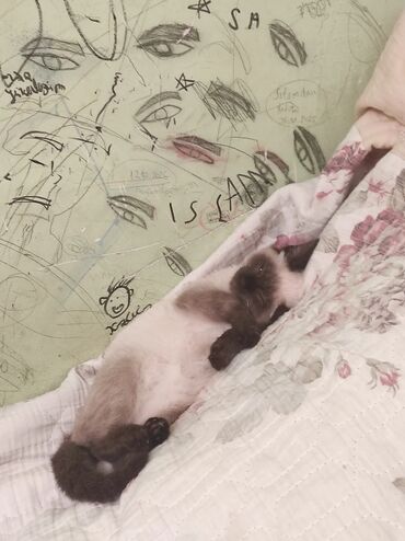 Pişiklər: Siam, Erkək — 15