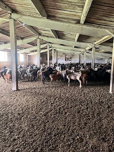 Продажа сельхоз предприятий: Кошара, 82 соток, Действующий, Частично с оборудованием, Электричество — 10