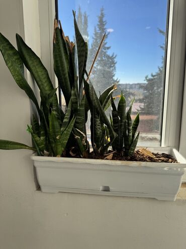 Otaq bitkiləri: Güllər satılır dibçəkdə, hamısını götürənə endirim. Birinə aiddir — 10