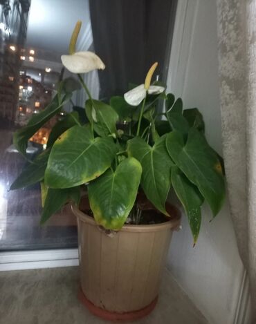 Уличные растения: Ağ çiçəkli anthurium (flamingo çiçəyi) – dekorativ otaq bitkisi. -