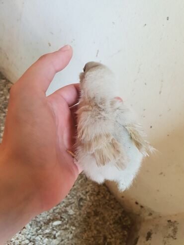 Toyuqlar: Toyuq, Yumurtalıq, Ünvandan götürmə — 11