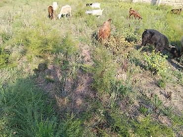 ev quşları haqqında qısa məlumat: Salam damzdga kesglik saxlmag hər cürə kecleri var hər qiymətə var — 7