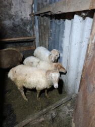 Коровы, быки: Qoyunlar satılır - Növ: yerli xəzli (qoyunlar) - Say: şəkildə bir