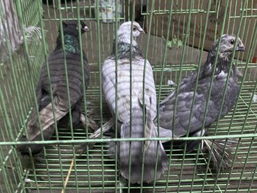 зоомагазин бишкек птицы: За троих 900