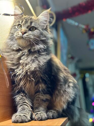 метис персидской кошки: Порода мейн-кун, ласковая приучено к горшку очень приятная кошка