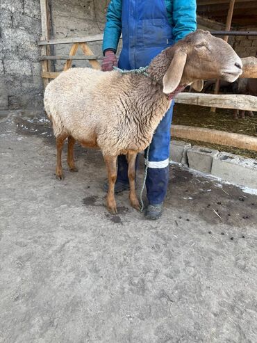 Бараны, овцы: Продаю | Баран (самец) | Эдильбаевская | Для разведения — 3