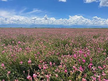 Эспарцет: Эспарцет. Семенное хозяйство Победитель. сорт: Иссык Кульский. 2 — 2