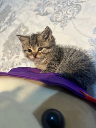 Pişiklər: Britan yastı qulaq, Erkək, Dişi, Yaxşı əllərə, Ünvandan götürmə, Pulsuz çatdırılma, Ödənişli çatdırılma — 145