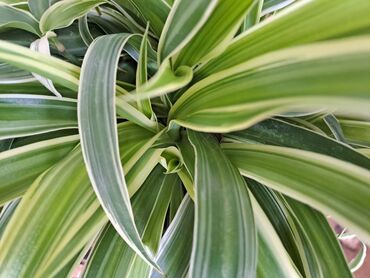 Ostale kućne biljke: Filadendron Brasil, velika biljka sa prve slike je 800, Yucca, Drvo — 4