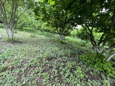 Torpaq sahələrinin satışı: 7 sot, Tikinti, Mülkiyyətçi, Kupça (Çıxarış) -da lalafo.az — 12 Torpaq sahələrinin satışı: 7 sot, Tikinti, Mülkiyyətçi, Kupça (Çıxarış) — 12