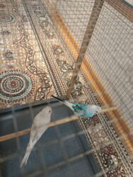 лоток для кошек баку: Başlıq: Iki eded tutuquşu qefeslə bir yerdə satılır – eni 70