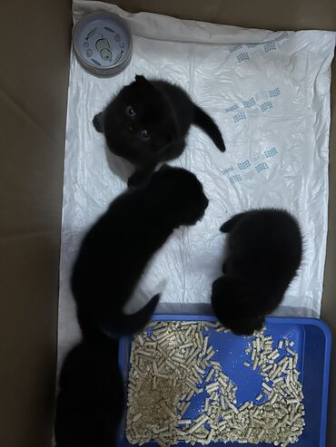 свинкс котята: Шотландский Фолд. Вислоухие котята Родились 4 мая . Окрас Темный