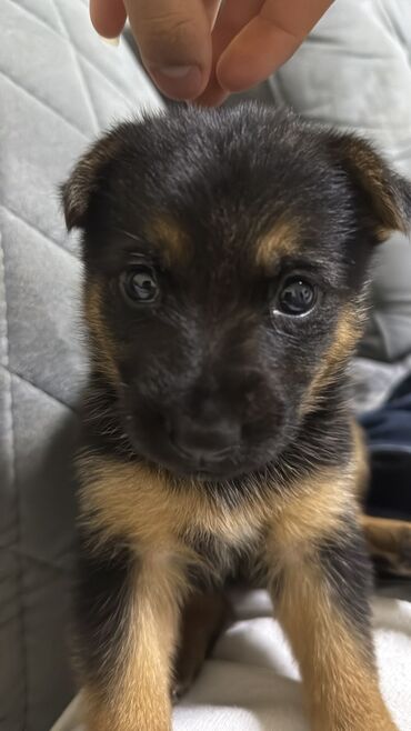 Pişiklər: Şotland yastı qulaq, Erkək, Dişi, Yaxşı əllərə, Ünvandan götürmə, Pulsuz çatdırılma, Ödənişli çatdırılma — 142