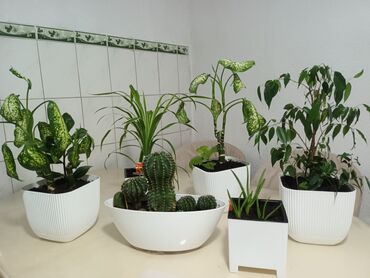 саженцы елок: 🌿 Продаю красивые и ухоженные комнатные цветы 🌿 Все растения здоровые