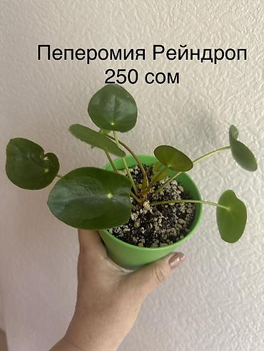 Другие комнатные растения: Укоренённые черенки растений от 150-300 сом — 14