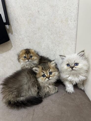 Pişiklər: Şotland uzun tüklü, Ödənişli çatdırılma — 3