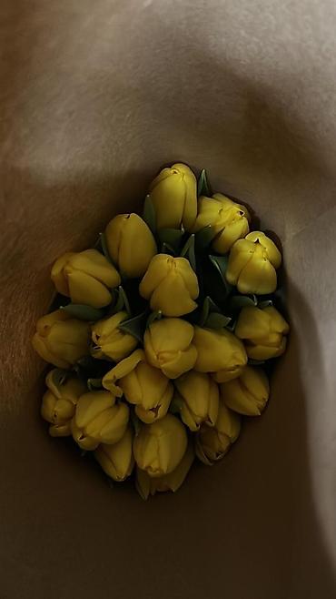 Букеты из живых цветов: Тюльпаны ОПТОМ! и в розницу вместе с луковицами рост 75см бокал 5-6см at lalafo.kg — 6 Букеты из живых цветов: Тюльпаны ОПТОМ! и в розницу вместе с луковицами рост 75см бокал 5-6см — 6