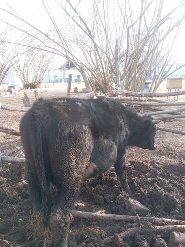 Inəklər, öküzlər: Erkək, il: 1, 360 kq, Damazlıq, Ünvandan götürmə — 8