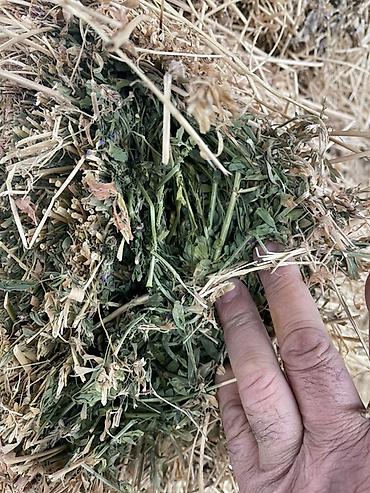 Корма для с/х животных: Беде тюк сатылат Сокулукта. 2-3 чү орум,беде суугарылган, гүлдөтүп — 2