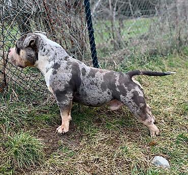 doberman cena: American bully pocket zenka crne boje Bea i plavi tri color Merle — 1