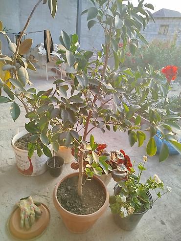 Другие товары для дома и сада: Продается цветы разных видов. Цена от 25сом до 5000тыс сом. В наличии — 6