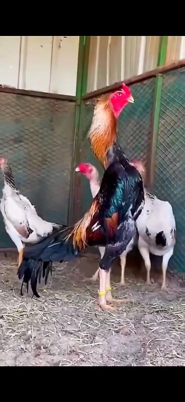 Toyuqlar: Toyuq, Damazlıq — 3