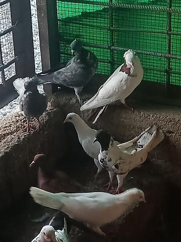 Животные: Göyeçin 12 ədəd di cüt olanda var esger gedirəm diye satıram — 1
