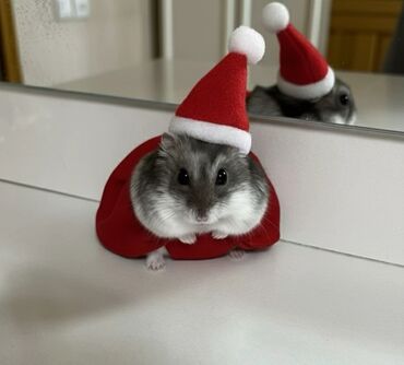 Gəmiricilər: 🐹 Hər növ xamyaklar və aksesuarlar satışda! 🐭 ✨ Bizdə cunqariklər — 1