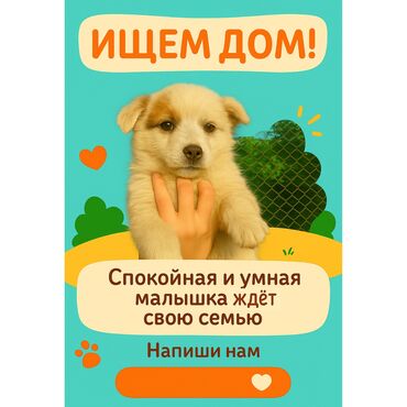 Отдам даром собаку: Собака даром: 3 месяца, Самка, С прививкой