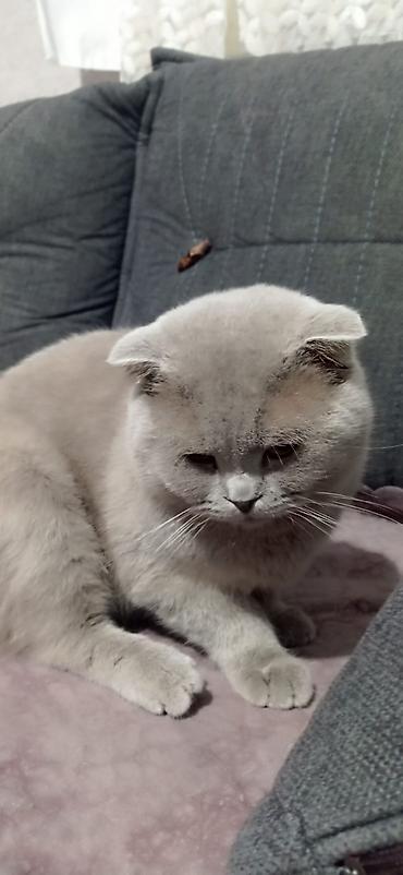 Кошки: Шотландская — 1