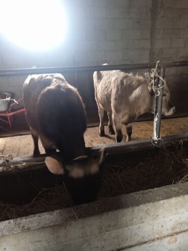 Коровы, быки: Продаю | Бык (самец) | Алатауская