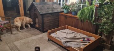 Yuvalar: It və pişik yuvaları — 10