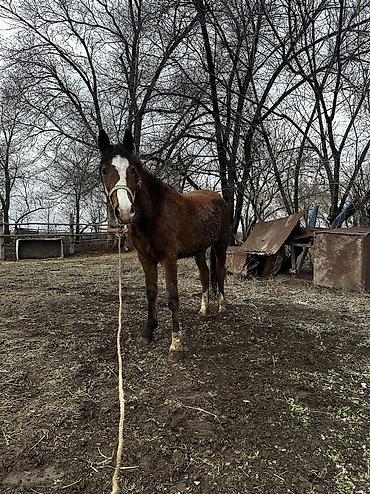 Лошади, кони: Продаю | Кобыла (самка), Конь (самец), Жеребенок | Полукровка | На забой, Для разведения, Для молока — 24