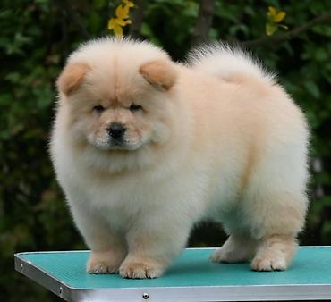 maltezera mali psi za stan na poklon: Chow Chow Čau Čau štenci Odgajivacnica Royal Ramonda (FCI 7710) ima u — 1