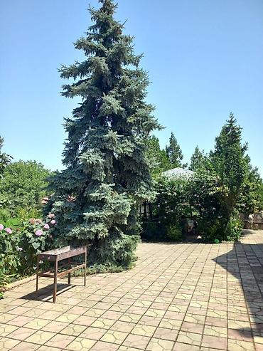 Bağ evlərinin kirayəsi: Qiymət Günü 400 Azn Quba Qəçreş Yolunda Villa bağ evi İcarəyə verilir — 18