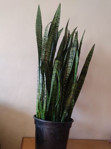 room: Dibçəkdə 35 manat .Sansevieria zeylanica biktisinin bəzi inanclara